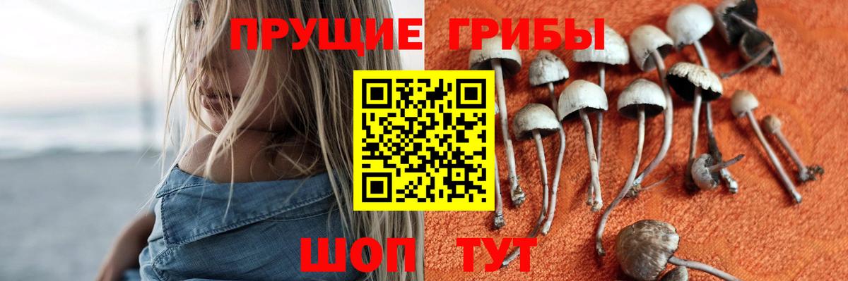 Псилоцибиновые грибы Psilocybine cubensis Михайловск